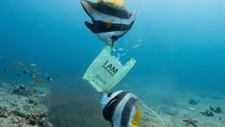 Biyologdan Çevre Dostu Çanta: Suda Ayrışıyor, Balıklara Yem Oluyor