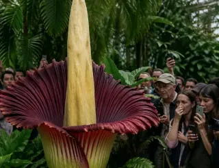 Ceset Çiçeği Kew Gardens'ta Yeniden Çiçek Açtı, Yoğun İlgi Gördü