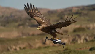 Kartal, doğa çekimi yapan fotoğrafçının dronunu kaptı