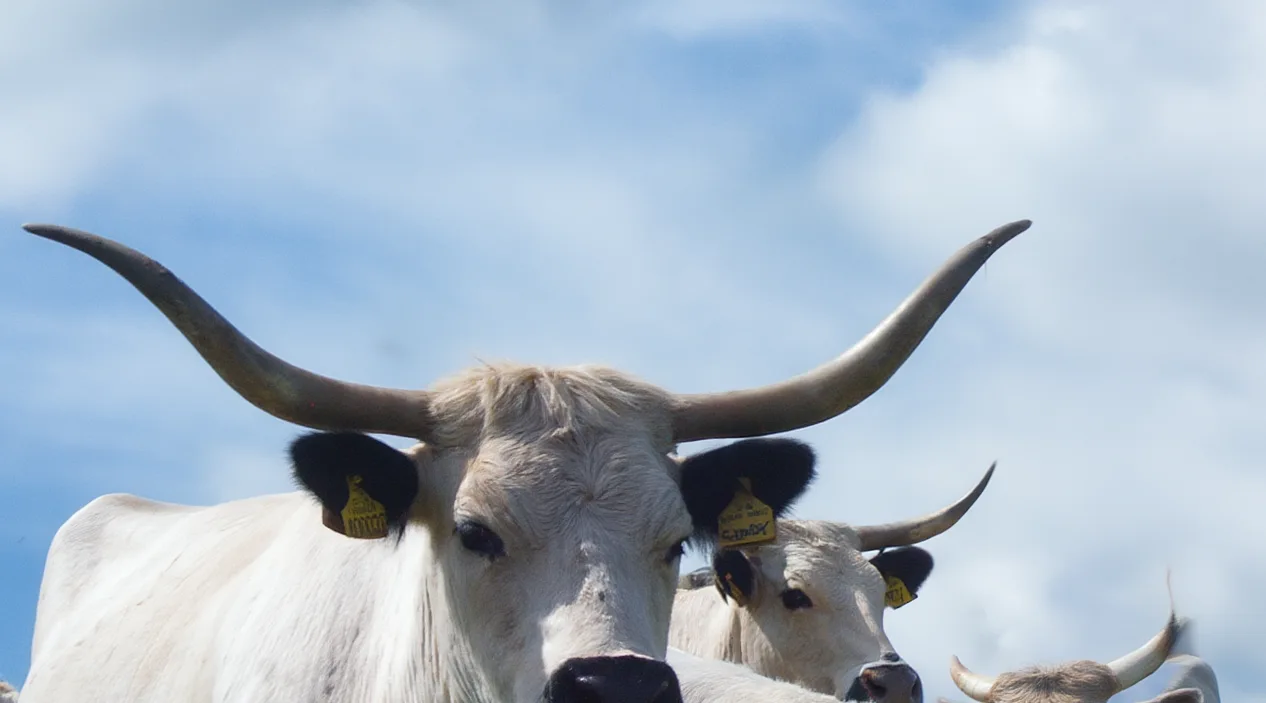 Nadide Sığır Irkları Öncelikli Risk Listesine Eklendi