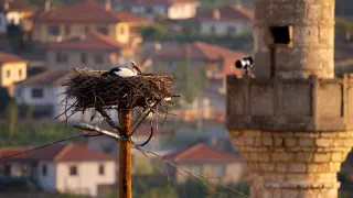 Nevşehir'de Leylekler "Garip" ve "Gurbet" Kamera ile Takip Ediliyor