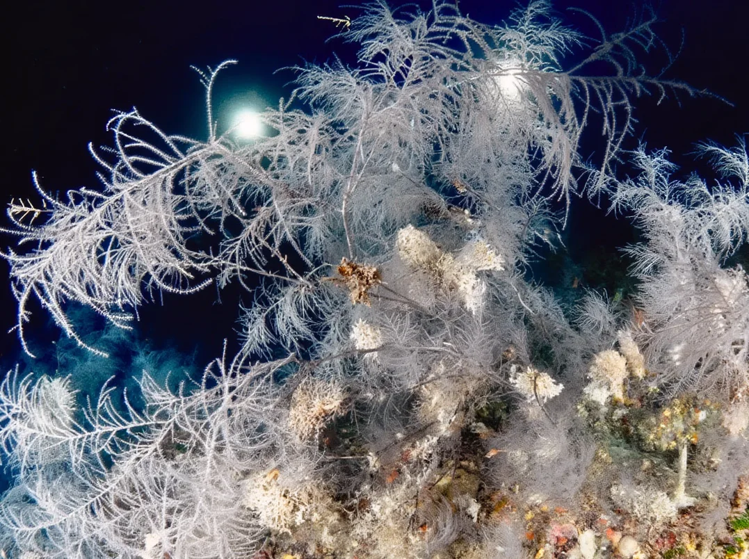 Okyanusun Derinliklerinde 300 Yıllık Dev Mercan Keşfedildi