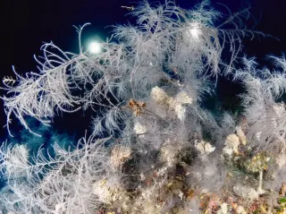 Okyanusun Derinliklerinde 300 Yıllık Dev Mercan Keşfedildi