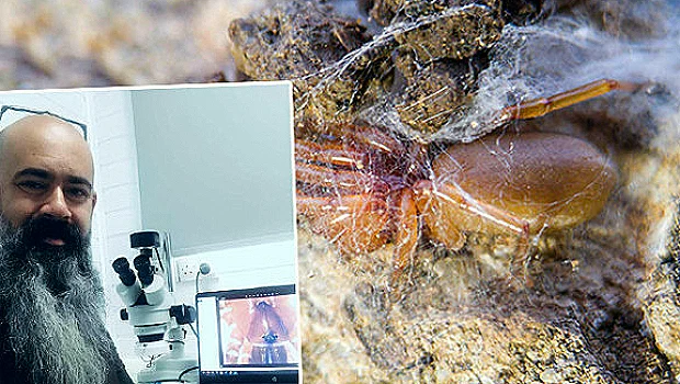 Ege Bölgesi'nde Daha Önce Kaydı Bulunmayan 8 Yeni Örümcek Türü Keşfedildi