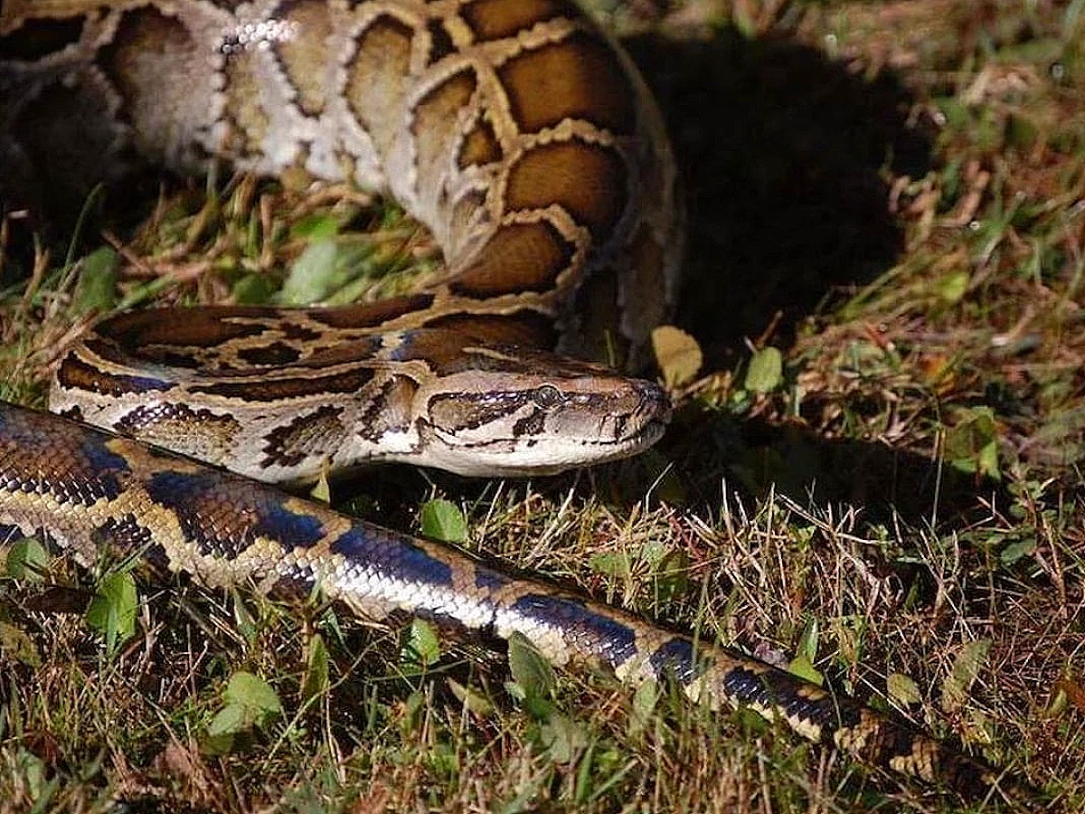 Florida'da Piton Yumurtalarına Karşı Akbabaların Rolü Ortaya Çıktı